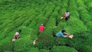 Yaş çay fiyatı belli oldu