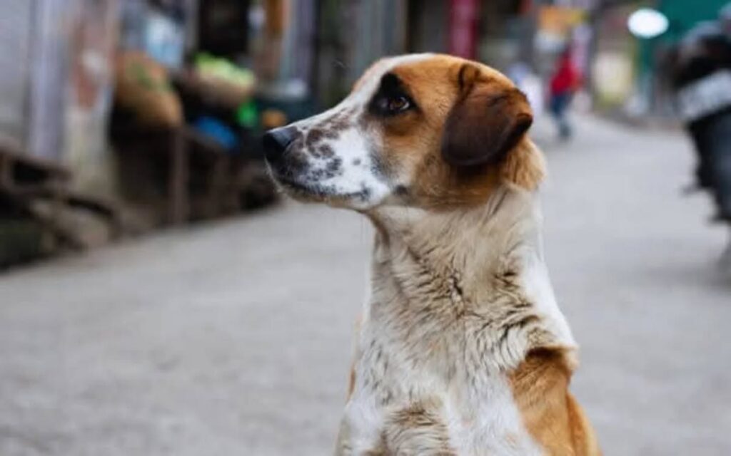 Vali Erol, 5199 Sayılı Hayvanları Koruma Kanunu’nun Tavizsiz Uygulanmasını İstedi